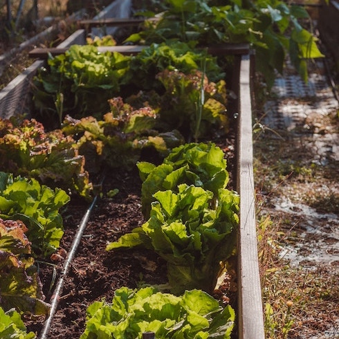 Winter Lettuce and Radishes