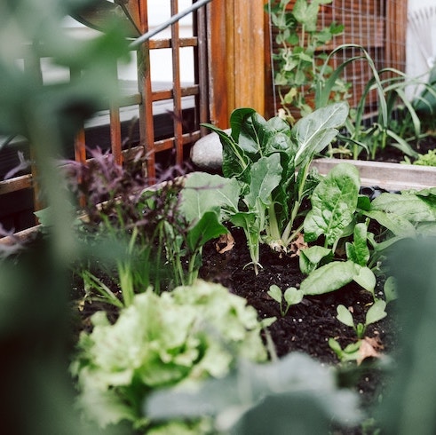 Spinach and onions growing in large planter