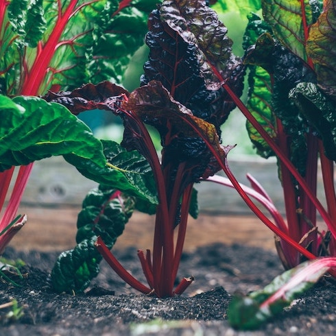 Swiss chard growing in garden.