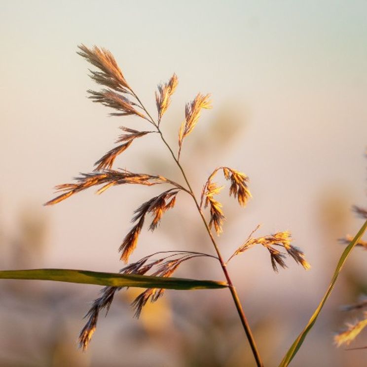 Most Invasive Plants in Canada | Home Network