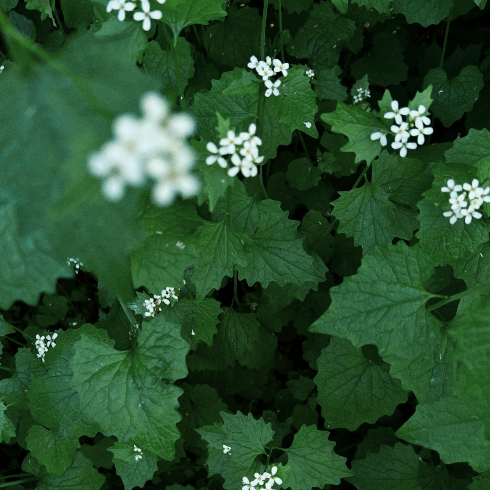 An overhead shot of a flowering garlic mustard plant