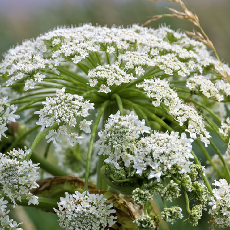 Most Invasive Plants in Canada | Home Network