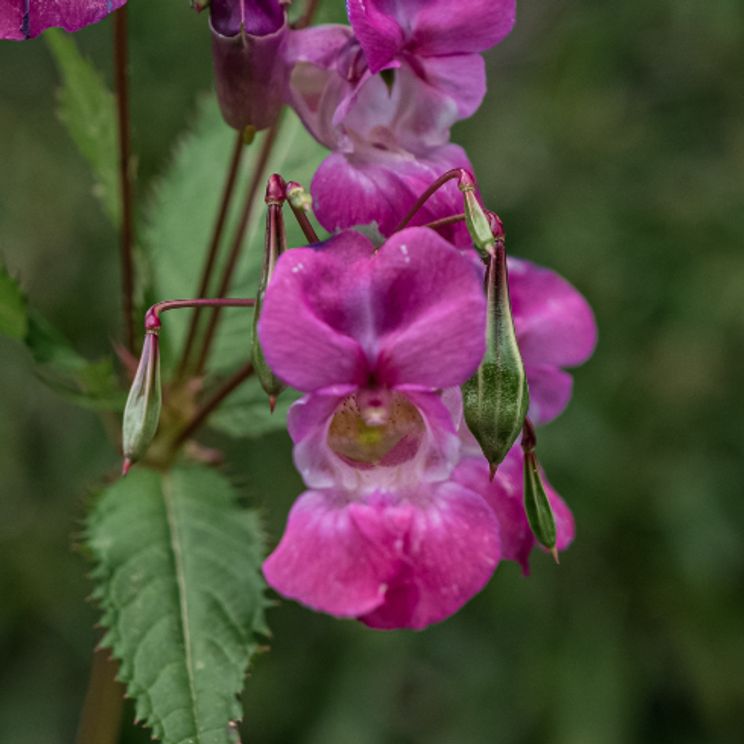 Most Invasive Plants in Canada | Home Network
