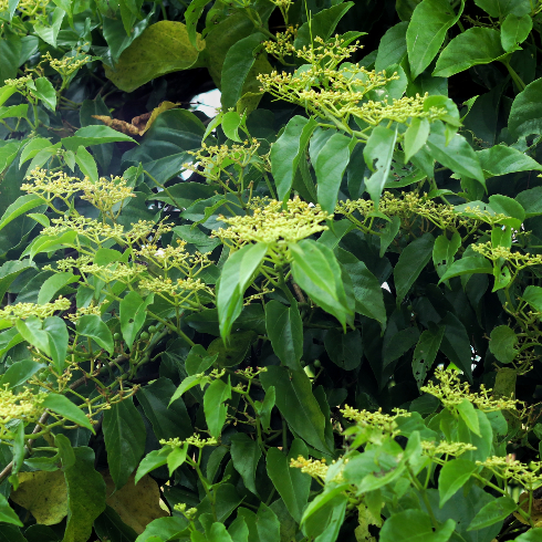 Close-up shot of a Fallopia japonica Plant