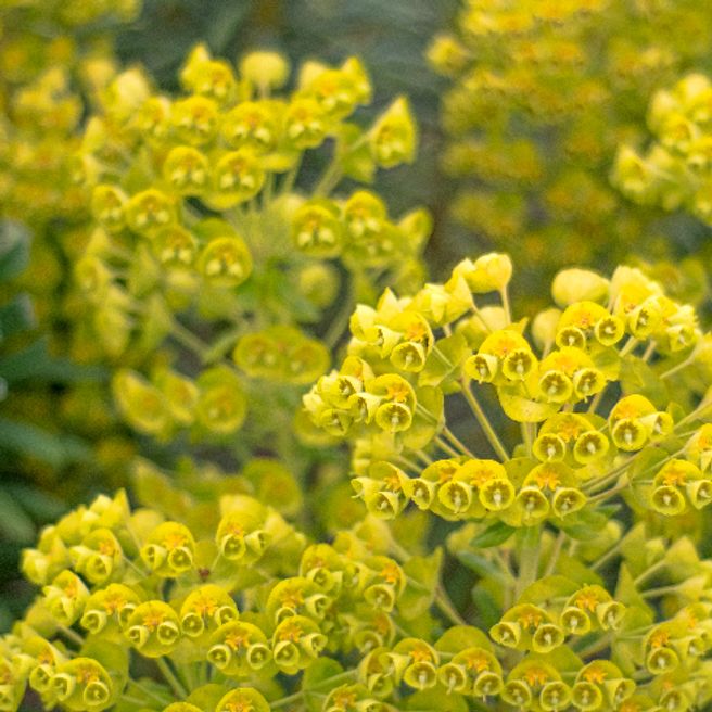 Most Invasive Plants in Canada | Home Network