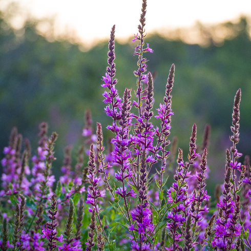 Tall purple loosestrife flowers