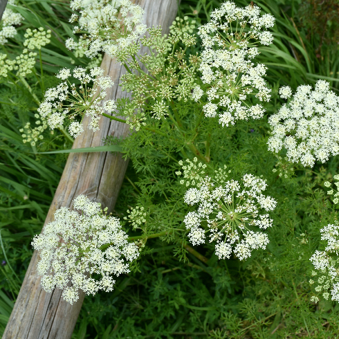 Caraway plant (Carum carvi) in full bloom on mountain trail.