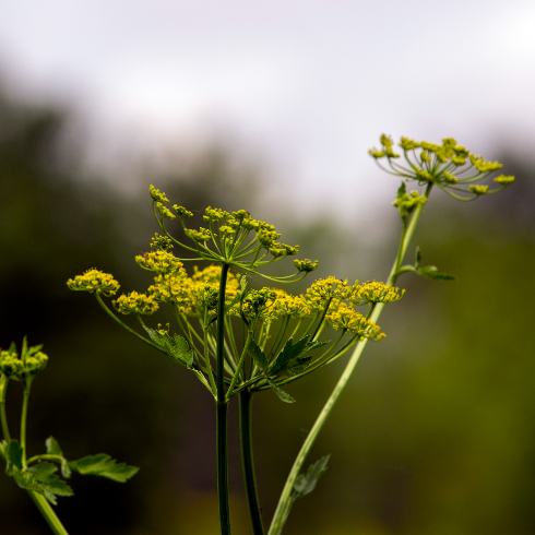 Wild parsnip (Pastinaca sativa) is a biennial/perennial herb that makes many break out in a rash similar to poison ivy. AKA poison parsnip