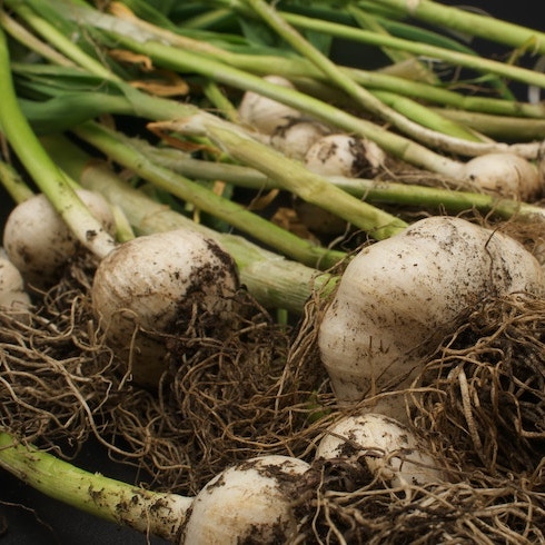 A pile of garlic bulbs