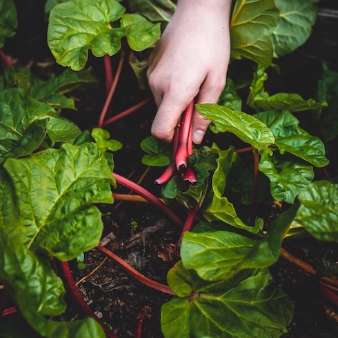 A hand pulls Swiss chard plants out of a garden