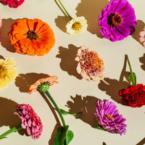 colourful flowers against a plain background