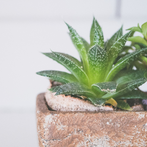 A closeup of a potted aloe vera plant