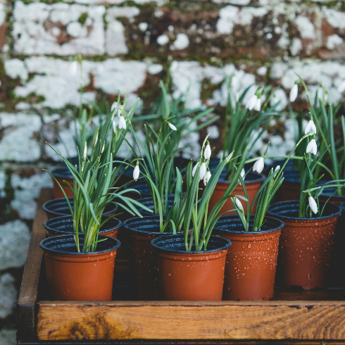 Canadian plants: Pots of snowdrops plant on a wooden table