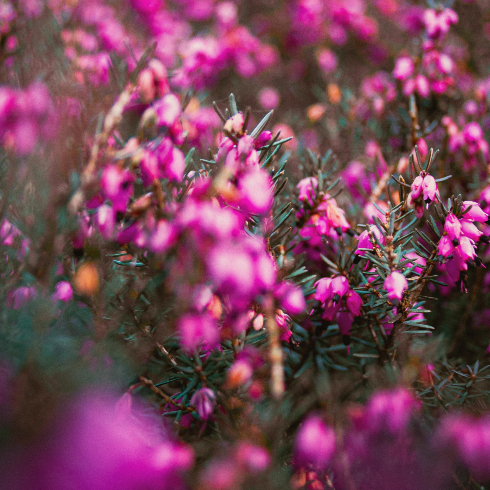 Canadian plants: Blooming pink winter heath in a bush