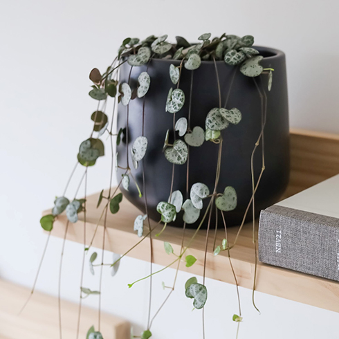 Small string of hearts plant in a matte black pot on a light wood shelf.