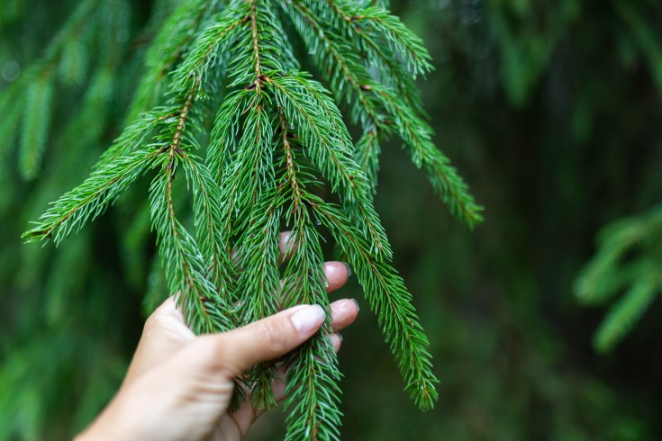Person holding a bough