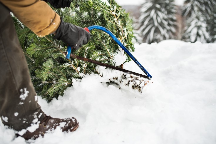 Person cutting a tree for firewood