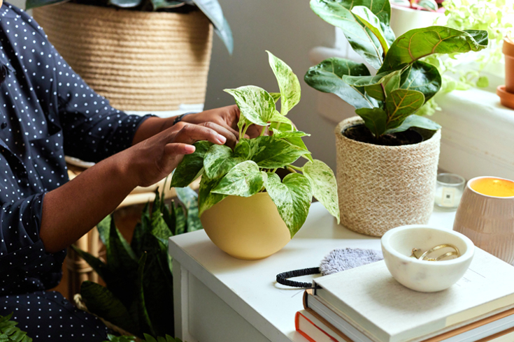 Hands inspecting the leaves of a healthy pothos plant