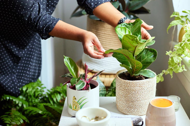 A closeup of hands cradling a houseplants leaves to check for ailments