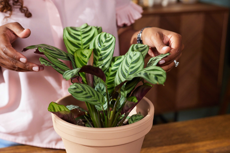 A closeup of a houseplant with yellowing leaves