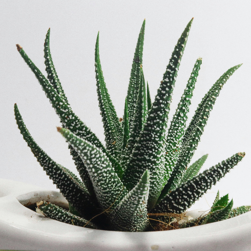 A small potted aloe vera plant