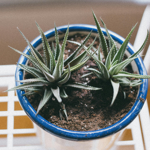 An overhead shot of a Haworthia plant in a pot