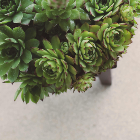 A close-up of a hens and chicks succulent plant