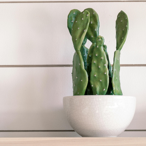 A potted prickly pear cactus