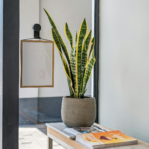 A large snake plant in a grey pot indoors