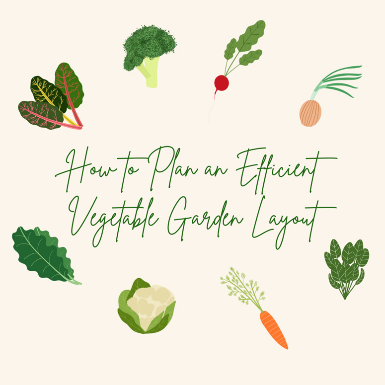 Illustration on how to plan an efficient vegetable garden layout