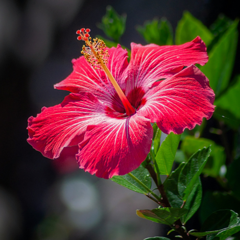 Closeup of a magenta hibiscus flower facing the sun