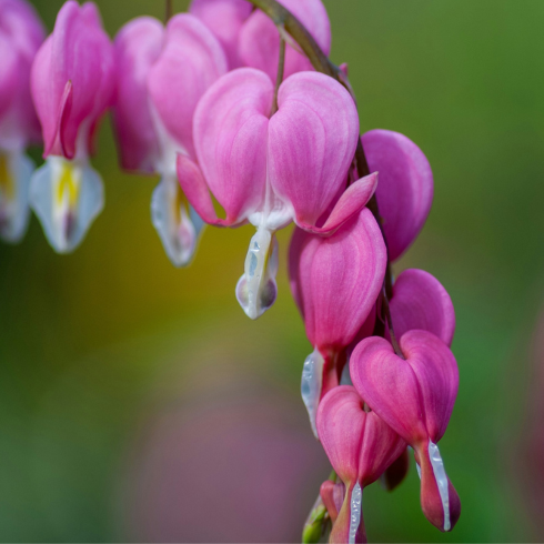 Closeup of pink bleeding hearts flowers.