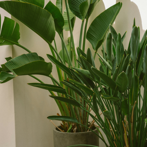 Two potted bird of paradise plants, one large and one small.