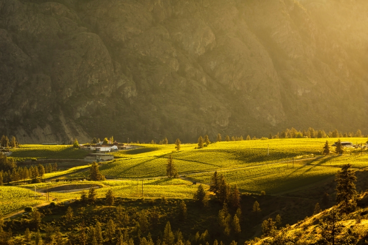 Sunlight over vineyards of The Okanagan Valley, Okanagan Falls, British Columbia.
