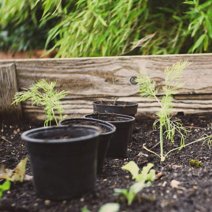 A photo of a prepped raised vegetable garden with nutrient-rich soil