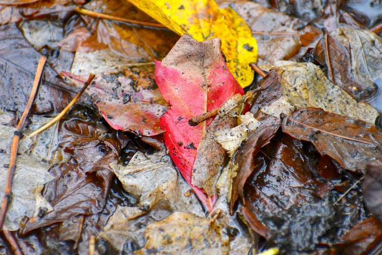 A photo of wet ground with leaves decomposing into soil
