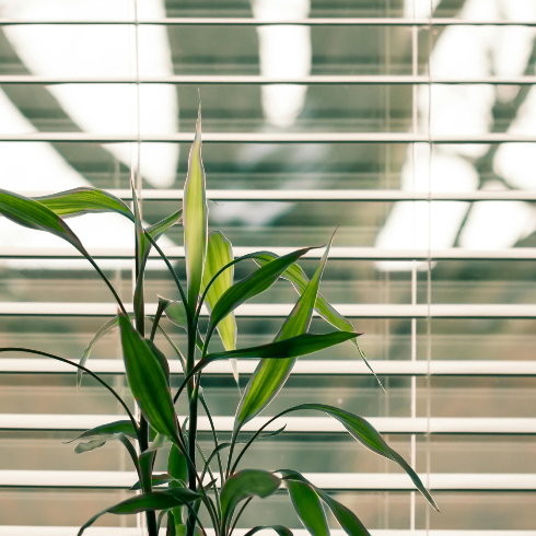 An image of a house plant in front of blinds