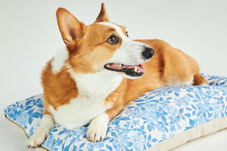 Blue floral dog bed from Anthropologie with a corgi on it Amazon as part of Home Network Last Minute Gifts