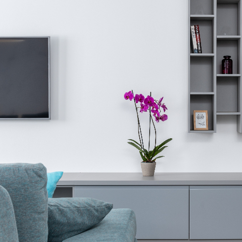 A potted purple orchid in a neutral grey living room