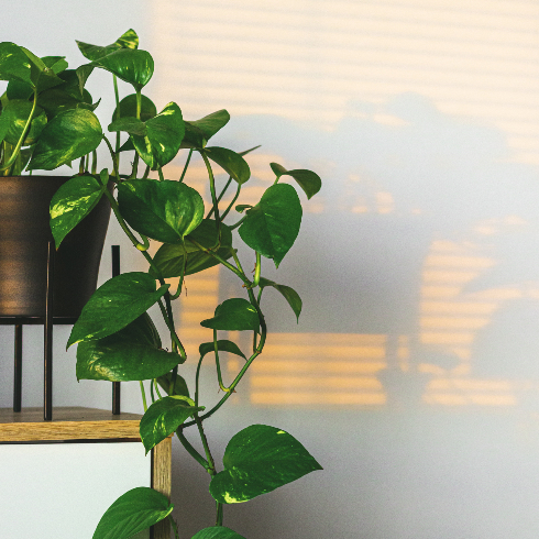 A lush potted pothos plant