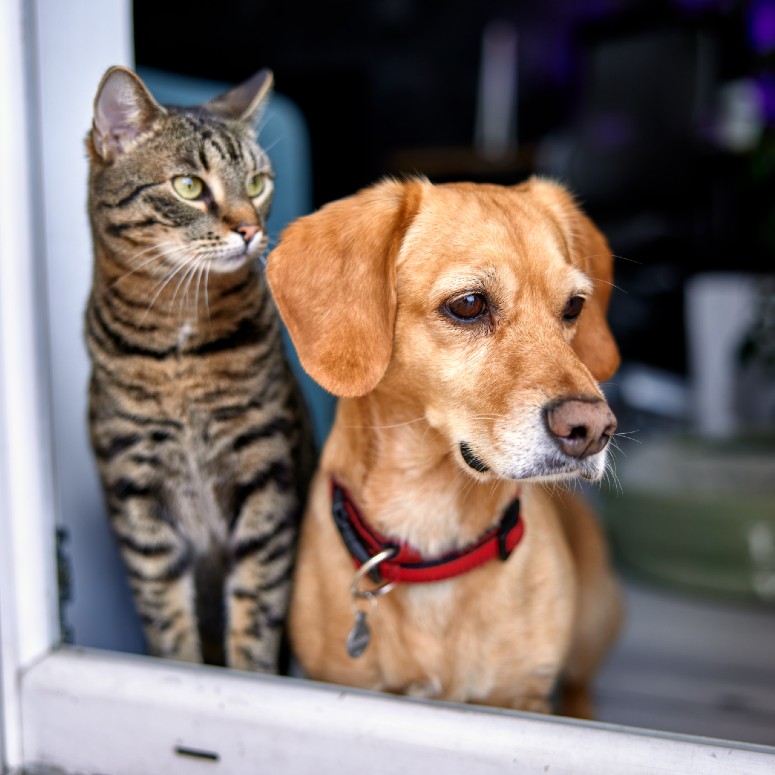 Dog and cat looking through a window
