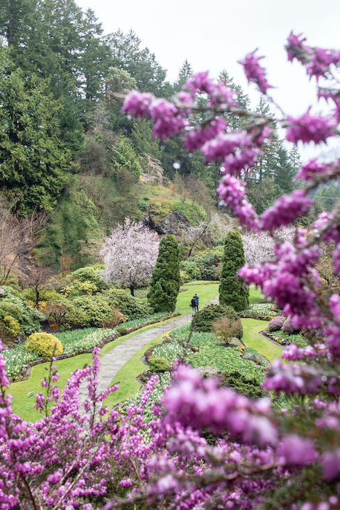 People walking along path in The Butchart Gardens in the spring; purple blossoms.
