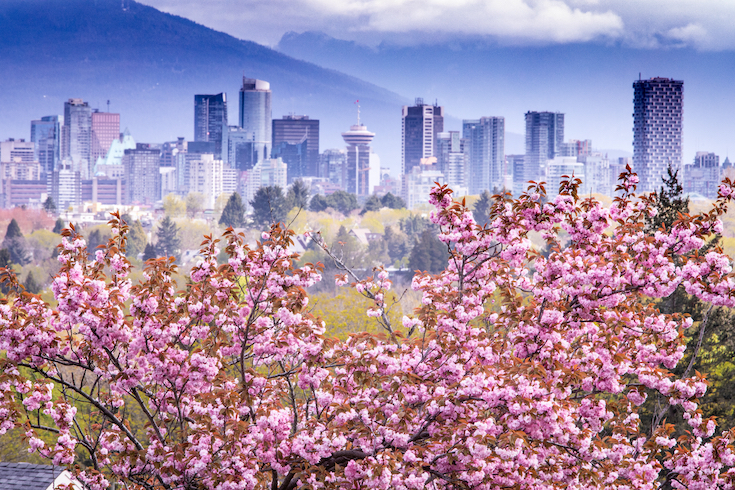 Cherry blossoms with downtown skyline in background