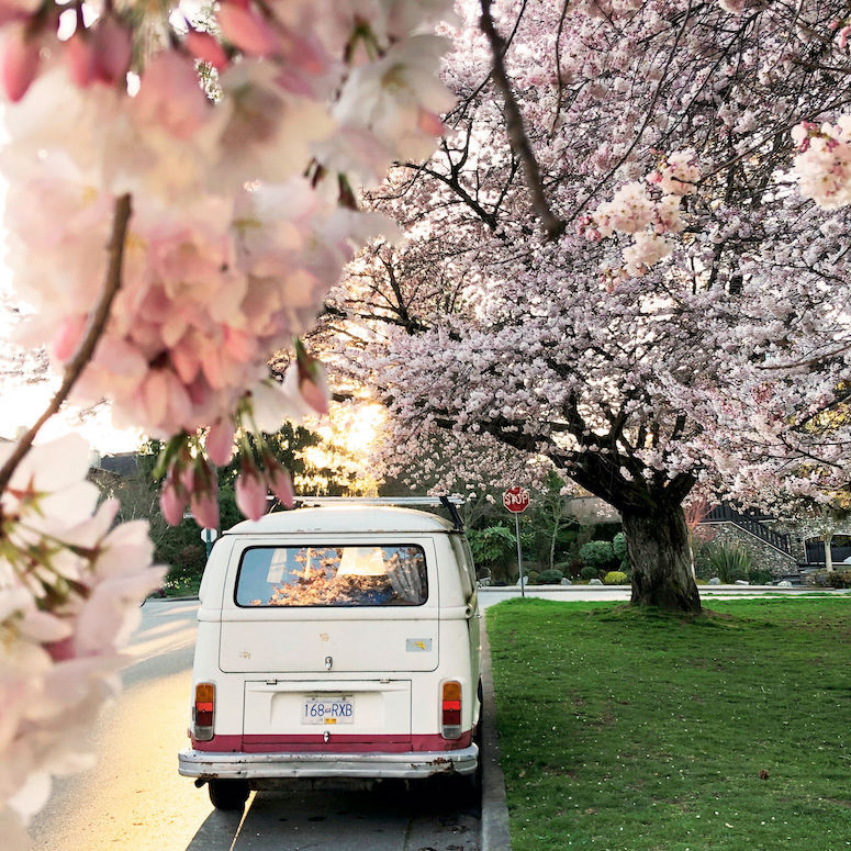 Cherry blossoms and a VW van on a residential street in Vancouver's Kitsilano neighbourhood.