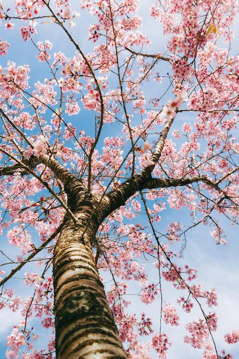 Cherry Tree in Spring
