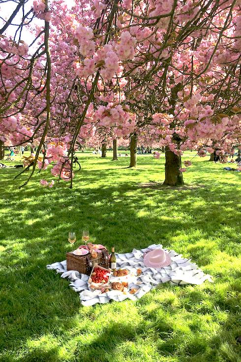 Spring Picnic Under Cherry Blossom Trees