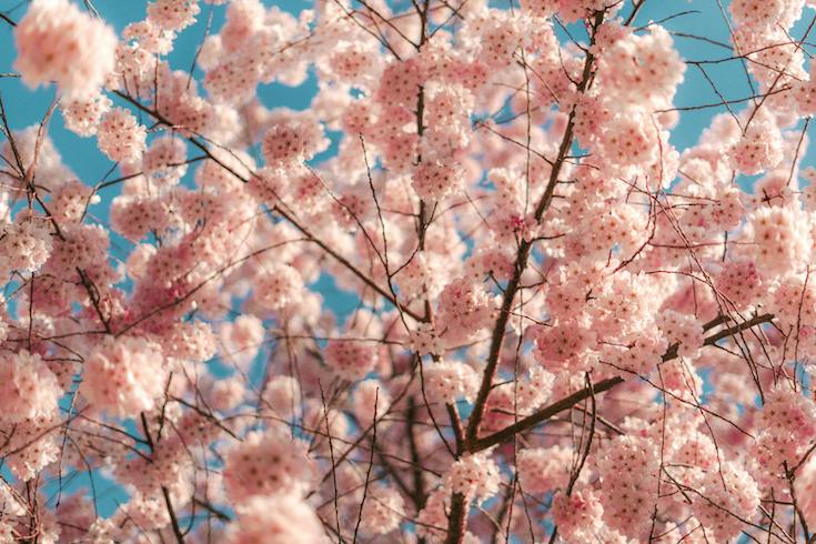 Blooming Cherry Blossoms in Springtime Sky