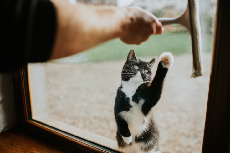 We watch a cat display typical hunting behaviour as she playfully paws at a squeegee from outside a window.