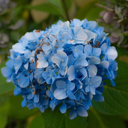 Hydrangea Closeup of a blue hydrangea flower