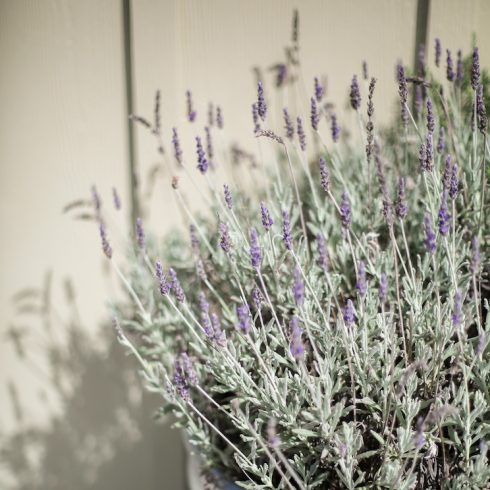 Lavender A lavender plant in a container. It has sage-coloured leaves with tiny, dusky purple flowers.